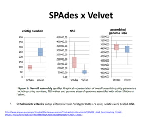 SPAdes x Velvet
• 50 Salmonella enterica subsp. enterica serovar Paratyphi B dTa+ (S. Java) isolates were tested. DNA
[http://www.engage-europe.eu/-/media/Sites/engage-europe/Final-website-documents/ENGAGE_AppE_benchmarking_Velvet-
SPAdes_final.ashx?la=da&hash=A6AB88A45DC9205300258FCD824D4C7304214551]
 