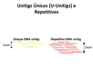 Unitigs Únicos (U-Unitigs) e
Repetitivos
 