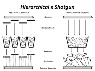 Hierarchical x Shotgun
 
