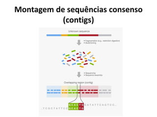 Montagem de sequências consenso
(contigs)
 