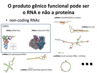 O produto gênico funcional pode ser
o RNA e não a proteína
• non-coding RNAs
tRNAs (tRNA Phe) rRNAs (ribossomo 70S)
(1965)
snRNAs (U1 spliceosomal RNA)
miRNAs (mir-34)
scaRNAs (Small Cajal Body Specific RNAs)
snoRNAs (small nucleolar RNAs - C/D Box)
piRNAs ( Aub/PIWI/RISC complex)
...
 