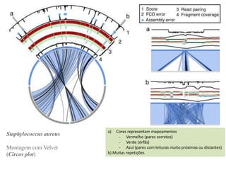 Staphylococcus aureus
Montagem com Velvet
(Circos plot)
a) Cores representam mapeamentos
- Vermelho (pares corretos)
- Verde (órfãs)
- Azul (pares com leituras muito próximas ou distantes)
b) Muitas repetições
 