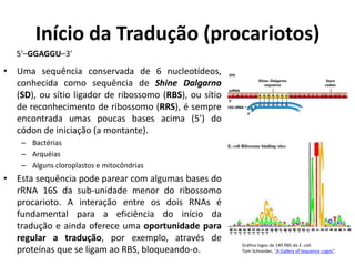 Início da Tradução (procariotos)
• Uma sequência conservada de 6 nucleotídeos,
conhecida como sequência de Shine Dalgarno
(SD), ou sítio ligador de ribossomo (RBS), ou sítio
de reconhecimento de ribossomo (RRS), é sempre
encontrada umas poucas bases acima (5') do
códon de iniciação (a montante).
– Bactérias
– Arquéias
– Alguns cloroplastos e mitocôndrias
• Esta sequência pode parear com algumas bases do
rRNA 16S da sub-unidade menor do ribossomo
procarioto. A interação entre os dois RNAs é
fundamental para a eficiência do início da
tradução e ainda oferece uma oportunidade para
regular a tradução, por exemplo, através de
proteínas que se ligam ao RBS, bloqueando-o.
5′–GGAGGU–3′
Gráfico logos de 149 RBS de E. coli.
Tom Schneider, "A Gallery of Sequence Logos".
 