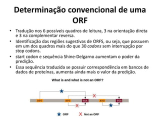 Determinação convencional de uma
ORF
• Tradução nos 6 possíveis quadros de leitura, 3 na orientação direta
e 3 na complementar reversa.
• Identificação das regiões sugestivas de ORFS, ou seja, que possuem
em um dos quadros mais do que 30 codons sem interrupção por
stop codons.
• start codon e sequência Shine-Delgarno aumentam o poder da
predição.
• Essa sequência traduzida se possuir correspondência em bancos de
dados de proteínas, aumenta ainda mais o valor da predição.
 