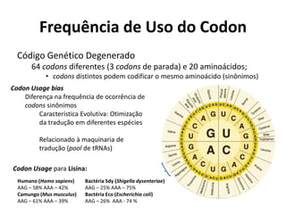 Frequência de Uso do Codon
Código Genético Degenerado
64 codons diferentes (3 codons de parada) e 20 aminoácidos;
• codons distintos podem codificar o mesmo aminoácido (sinônimos)
Humano (Homo sapiens)
AAG – 58% AAA – 42%
Camungo (Mus musculus)
AAG – 61% AAA – 39%
Codon Usage bias
Diferença na frequência de ocorrência de
codons sinônimos
Característica Evolutiva: Otimização
da tradução em diferentes espécies
Relacionado à maquinaria de
tradução (pool de tRNAs)
Codon Usage para Lisina:
Bactéria Sdy (Shigella dysenteriae)
AAG – 25% AAA – 75%
Bactéria Eco (Escherichia coli)
AAG – 26% AAA - 74 %
 