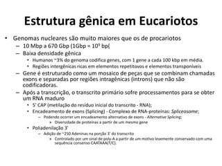 Estrutura gênica em Eucariotos
• Genomas nucleares são muito maiores que os de procariotos
– 10 Mbp a 670 Gbp (1Gbp = 109 bp(
– Baixa densidade gênica
• Humanos ~3% do genoma codifica genes, com 1 gene a cada 100 kbp em média.
• Regiões intergênicas ricas em elementos repetitovos e elementos transponíveis
– Gene é estruturado como um mosaico de peças que se combinam chamadas
exons e separadas por regiões intragênicas (introns) que não são
codificadoras.
– Após a transcrição, o transcrito primário sofre processamentos para se obter
um RNA maduro
• 5' CAP (metilação do resíduo inicial do transcrito - RNA);
• Encadeamento de exons (Splicing) - Complexo de RNA-proteínas: Spliceosome;
– Podendo ocorrer um encadeamento alternativo de exons - Alternative Splicing;
» Diversidade de proteínas a partir de um mesmo gene
• Poliadenilação 3'
– Adição de ~250 Adeninas na porção 3' do transcrito
» Controlado por um sinal de poly-A a partir de um motivo levemente conservado com uma
sequência consenso CAATAAA(T/C).
 