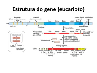 Estrutura do gene (eucarioto)
 