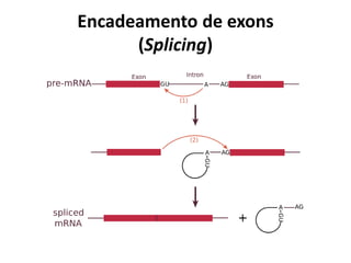 Encadeamento de exons
(Splicing)
 