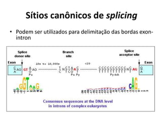 Sítios canônicos de splicing
• Podem ser utilizados para delimitação das bordas exon-
intron
 