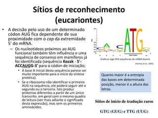 Sítios de reconhecimento
(eucariontes)
• A decisão pelo uso de um determinado
códon AUG fica dependente de sua
proximidade com o cap da extremidade
5' do mRNA.
– Os nucleotídeos próximos ao AUG
funcional também têm influência e uma
sequência de consenso em mamíferos já
foi identificada (sequência Kozak - 5'-
ACCAUGG-3' para o códon de iniciação;
• A base A inicial desta sequência parece ser
muito importante para o início da síntese
protéica).
• Se o ribossomo não identificar o primeiro
AUG na sequência, ele poderá seguir até o
segundo ou o terceiro. Isto produz
proteínas diferentes a partir de um único
transcrito. em geral com o mesmo quadro
de leitura (ver mais adiante o significado
desta expressão), mas sem os primeiros
aminoácidos.
Gráficos logo 954 sequências de mRNA bovino
[Harhay et al., 2005]
Quanto maior é a entropia
das bases em determinada
posição, menor é a altura das
letras.
 
