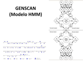 GENSCAN
(Modelo HMM)
 