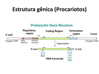 Estrutura gênica (Procariotos)
 