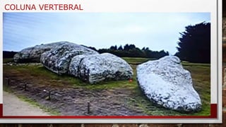 COLUNA VERTEBRAL
 