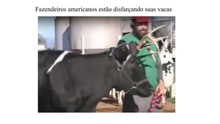 Fazendeiros americanos estão disfarçando suas vacas
 