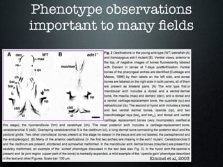 Phenotype observations
important to many ﬁelds




                Kimmel et al, 2003
 