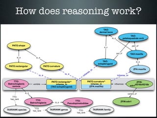 How does reasoning work?
                                                    PATO:shape^
                                 ...
