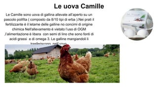 Le uova Camille
Le Camille sono uova di gallina allevate all’aperto su un
pascolo polifita ( composto da 8/10 tipi di erba ).Nei prati il
fertilizzante è il letame delle galline no concimi di origine
chimica Nell'allevamento è vietato l’uso di OGM
,l’alimentazione è libera con semi di lino che sono fonti di
acidi grassi e di omega 3. Le galline mangiandoli li
trasferiscono nell’uovo.
 