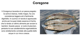 Coregone
Il Coregonus lavaretus è un pesce pregiato:
la carne è bianca, molto magra, ha una
consistenza leggera ed è facilmente
digeribile. In cucina e in tavola è apprezzato
anche per la quasi totale assenza di lische,
che lo rende un ottimo alimento per anziani e
bambini. Questo pesce si nutre di plancton,
pertanto le sue caratteristiche organolettiche
sono strettamente correlate alla qualità delle
acque in cui vive e cresce.
 
