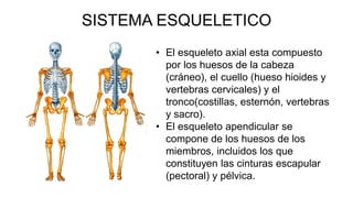 ANATOMIA.pdf