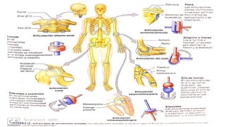 ANATOMIA.pdf