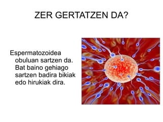 ZER GERTATZEN DA? Espermatozoidea obuluan sartzen da. Bat baino gehiago sartzen badira bikiak edo hirukiak dira. 