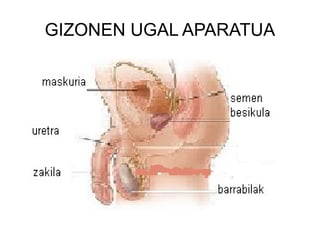 GIZONEN UGAL APARATUA 