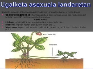 Ugalketa asexuala ohikoagoagoa da landaretan animalitan baino bi mota daude
 Ugalketa begetatiboa : horrela ugaldu al diren landareak gai dira norberaren zati
   batetik “gematik” beste banako batzuk sortzea
                                     Gema motak
  Estolioak: zurtoin txikiak dira eta lursorutik paralelo hazte dira…
  Erraboilak: lurpean hazten diren zurtoin txikiak dira …
  Tuberkuluak: lurpeko zurtoinak dira lodi lodiak gordekin ugari pilatzen dituzte adibides
   patata

                                                 marrubia




                                                   estoloia
 