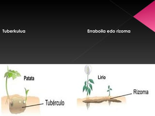 Tuberkulua   Erraboila edo rizoma
 