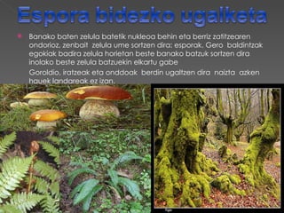    Banako baten zelula batetik nukleoa behin eta berriz zatitzearen
    ondorioz, zenbait zelula ume sortzen dira: esporak. Gero baldintzak
    egokiak badira zelula horietan beste banako batzuk sortzen dira
    inolako beste zelula batzuekin elkartu gabe
    Goroldio, iratzeak eta onddoak berdin ugaltzen dira naizta azken
    hauek landareak ez izan.
 