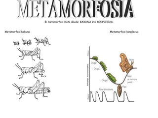 Bi metamorfosi mota daude: BAKUNA eta KONPLEXUA.


Metamorfosi bakuna                                                Metamorfosi konplexua
 