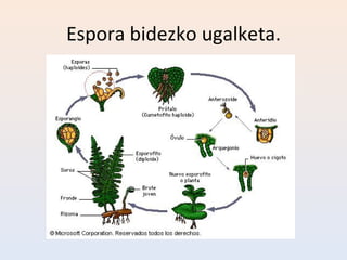 Espora bidezko ugalketa.
 