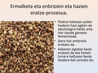 Ermalketa eta enbrioien eta hazien
        eratze-prozesua.
                   • Polena heltzean polen
                     hodiara hazi egiten da
                     obulutegira heldu arte.
                     Hor daude gameto
                     femeninoak.
                   • Gero hor embrioia
                     eratzen da.
                   • Azkenez zigotoa hazia
                     eratzen da eta honek
                     lurrera heltzean beste
                     landare bat sortuko du.
 