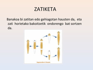 ZATIKETA
Banakoa bi zatitan edo gehiagotan hausten da, eta
 zati horietako bakoitzetik ondorengo bat sortzen
 da.
 