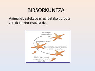 BIRSORKUNTZA
Animaliek ustekabean galdutako gorputz
zatiak berriro eratzea da.
 