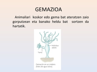 GEMAZIOA
 Animaliari koskor edo gema bat ateratzen zaio
gorputzean eta banako heldu bat sortzen da
hartatik.
 