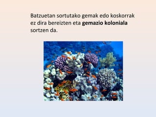 Batzuetan sortutako gemak edo koskorrak
ez dira bereizten eta gemazio koloniala
sortzen da.
 