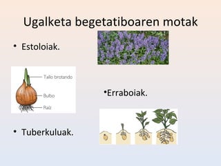 Ugalketa begetatiboaren motak
• Estoloiak.



                 •Erraboiak.



• Tuberkuluak.
 