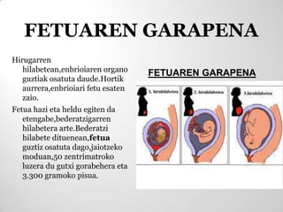 FETUAREN GARAPENA
Hirugarren
   hilabetean,enbrioiaren organo    FETUAREN GARAPENA
   guztiak osatuta daude.Hortik
   aurrera,enbrioiari fetu esaten
   zaio.
Fetua hazi eta heldu egiten da
   etengabe,bederatzigarren
   hilabetera arte.Bederatzi
   hilabete dituenean,fetua
   guztiz osatuta dago,jaiotzeko
   moduan,50 zentrimatroko
   luzera du gutxi gorabehera eta
   3.300 gramoko pisua.
 