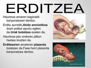 Haurtxoa amaren baginatik
  kanporatzeari deritzo.
Erditu aurretik,likido amniotikoa
  duen poltsa apurtu egiten
  da.Urak botatzea esaten da.
Haurtxoa jaio ondoren,zilbor-
  hestea mozten da.
Erditzearen amaieran plazenta
  botatzen da.Fase horri plazenta
  kanporatzea deritzo.
 