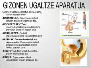 Gizonen ugaltze aparatua sexu organo
   hauek osatzen dute:
-BARRABILAK. Espermatozoideak
   sortzen dituzten organoak dira.
-HODI DEFERENTEAK.
   Espermatozoideak gernubideraino
   eramaten dituzten hodiak dira.
-GERNUBIDEA. Bertatik
   espermatozoideak kanporatzen dira.
-GURINAK. Semen-besikulak eta
   prostata dira. Espermatozoideak
   elikatzen eta garraiatzen duten
   likidoa sortzen dute.
-ESKROTOA. Barrabilak babesten
   dituen ehun-poltsa da.
-ZAKILA. Espermatozoideak
   kanporatzen dituen organoa da.
 