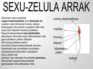 Gizonen sexu-zelulak                       mintz plasmatikoa
espermatozoideak dira.Gameto ar
esaten zaie.Obuloak baino askoz
txikiagoak dira,itsats mugikor txiki bat
dute,toki batetik bestera joateko.         nukleo
Espermatozoideak barrabiletatik
ateratzen dira,eta hodi diferentetan eta   burua
gernubidean zehar ibiltzen
dira,kanpoaldera atera                     lepoa
aurretik.Espermatozoideak semen-
besikulek eta prostatak sortutako          bitarteko
substantzia batzuekin nahasten              zatia
dira.Likido bat
sortzen da nahaste horretatik:semena.                  isatsa
Semenak espermatozoideak
garraiatzen eta elikatzen ditu.
 