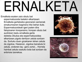 Ernalketa esaten zaio obulu bat
   espermatozoide batekin elkartzeari.
   Ernalketa gertatzeko gizonaren semenak
   emakumearen baginera iritsi behar dute.
   Espermatozoideak igeri joaten dira
   falopioaren tronparaino; tronpan obulu bat
   aurkitzen badu ernalketa gerta
   daiteke.Obuloa eta espermatozoidea
   elkartzean,zigoto deritzon zelula sortzen
   da. Sortuko duen gizakiaren lehen zelula
   da zigotoa. Hasieran, zigotoa banatuta bi
   zelula, ondoren lau gero zortzi... Horrela
   hainbat zelula osatuko bola bat sortzen da
   enbrioia izenekoa.
 