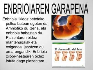 Enbrioia likidoz betetako
 poltsa batean egoten da.
 Amniotiko du izena, eta
 enbrioia babesten du.
 Plazentaren bidez
 mantenugaiak eta
 oxigenoa jasotzen du
 amarengandik. Enbrioia
 zilbor-hestearen bidez
 lotuta dago plazentara.
 