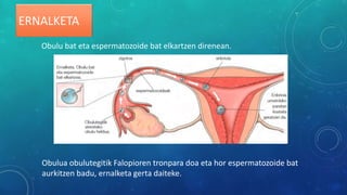 ERNALKETA
Obulu bat eta espermatozoide bat elkartzen direnean.
Obulua obulutegitik Falopioren tronpara doa eta hor espermatozoide bat
aurkitzen badu, ernalketa gerta daiteke.
 