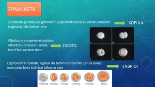 Ernalketa gertatzeko gizonaren espermatozoideak emakumearen
baginara iritsi behar dira
KOPULA
Obulua eta espermatozoidea
elkartzen direnean zelula
berri bat sortzen dute
ZIGOTO
Zigotoa bitan banatu egiten da behin eta berriro zelula askoz
osatutako bola txiki bat bihurtu arte ENBRIOI
ERNALKETA
 