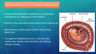 ENBRIOAREN ETA FETUAREN GARAPENA
• Likido amniotikoak fetua babesten du, tenperatura
mantentzen du, elikagaiak ematen dizkio…
• Plazenta: fetua amarekin estuki lotzen duen organoa da.
• Zilbor-hestea: umekia plazentarekin lotzen duen
lokarria da.
• Huirugarren hilabetetik aurrera, enbrioari fetu
esaten zaio. Fetuan ondo bereizten dira besoak,
eskuak, hankak…
 