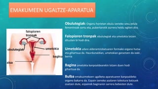 EMAKUMEEN UGALTZE-APARATUA
Obulutegiak: Organu horietan obulu izeneko sexu zelula
femeninoak sortu eta, pubertarotik aurrera heldu egiten dira.
Falopioren tronpak obulutegiak eta umetokia lotzen
dituzten bi hodi dira.
Umetokia udare alderantzizkatuaren formako organo hutsa
eta gihartsua da. Haurdunaldian, umetokian garaztzen da izaki
berria
Bagina umetokia kanpoaldearekin lotzen duen hodi
gihartsua da.
Bulba emakuzmekoen ugalketa aparatuaren kanpoaldeko
organo bakarra da. Ezpain izeneko azalaren tolestura batzuek
osatzen dute, ezpainek baginaren sarrera bebesten dute.
 