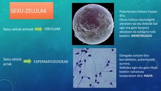 SEXU-ZELULAK
Sexu-zelula emeak OBULUAK
Sexu-zelula
arrak
ESPERMATOZOIDEAK
Pubertaroan heltzen hasten
dira.
Obulu heldua obulutegitik
ateratzen da eta ibilbide bat
egin eta gero kanpora
ateratzen da odoljario txiki
batekin: MENSTRUAZIO
Etengabe sortzen dira
barrabiletan, pubertarotik
aurrera.
Ibilbidea egin eta gero likido
batekin nahastuta
kanporatzen dira: HAZIA
 