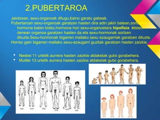 2.PUBERTAROA
Jaiotzean, sexu-organoak ditugu,baino garatu gabeak.
Pubertaroan sexu-organoak garatzen hasten dira adin jakin batean,sortutako
   hormona baten bidez,hormona hori sexu-organoetara hipofisia iristen
   denean organoa garatzen hasten da eta sexu-hormonak sortzen
   dituzte.Sexu-hormonak bigarren mailako sexu ezaugarriak garatzen dituzte.
Horrez gain bigarren mailako sexu-ezaugarri guztiak garatzen hasten zaizkie.


 •   Neskei 11 urtetik aurrera hasten zaizkie aldaketak gutxi gorabehera.
 •   Mutilei 13 urtetik aurrera hasten zaizkie aldaketak gutxi gorabehera.
 