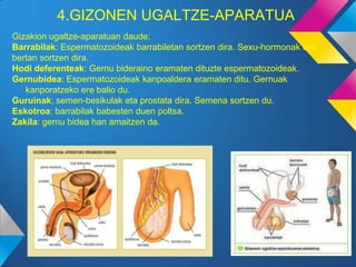 4.GIZONEN UGALTZE-APARATUA
Gizakion ugaltze-aparatuan daude:
Barrabilak: Espermatozoideak barrabiletan sortzen dira. Sexu-hormonak ere
bertan sortzen dira.
Hodi deferenteak: Gernu bideraino eramaten dituzte espermatozoideak.
Gernubidea: Espermatozoideak kanpoaldera eramaten ditu. Gernuak
   kanporatzeko ere balio du.
Guruinak: semen-besikulak eta prostata dira. Semena sortzen du.
Eskotroa: barrabilak babesten duen poltsa.
Zakila: gernu bidea han amaitzen da.
 